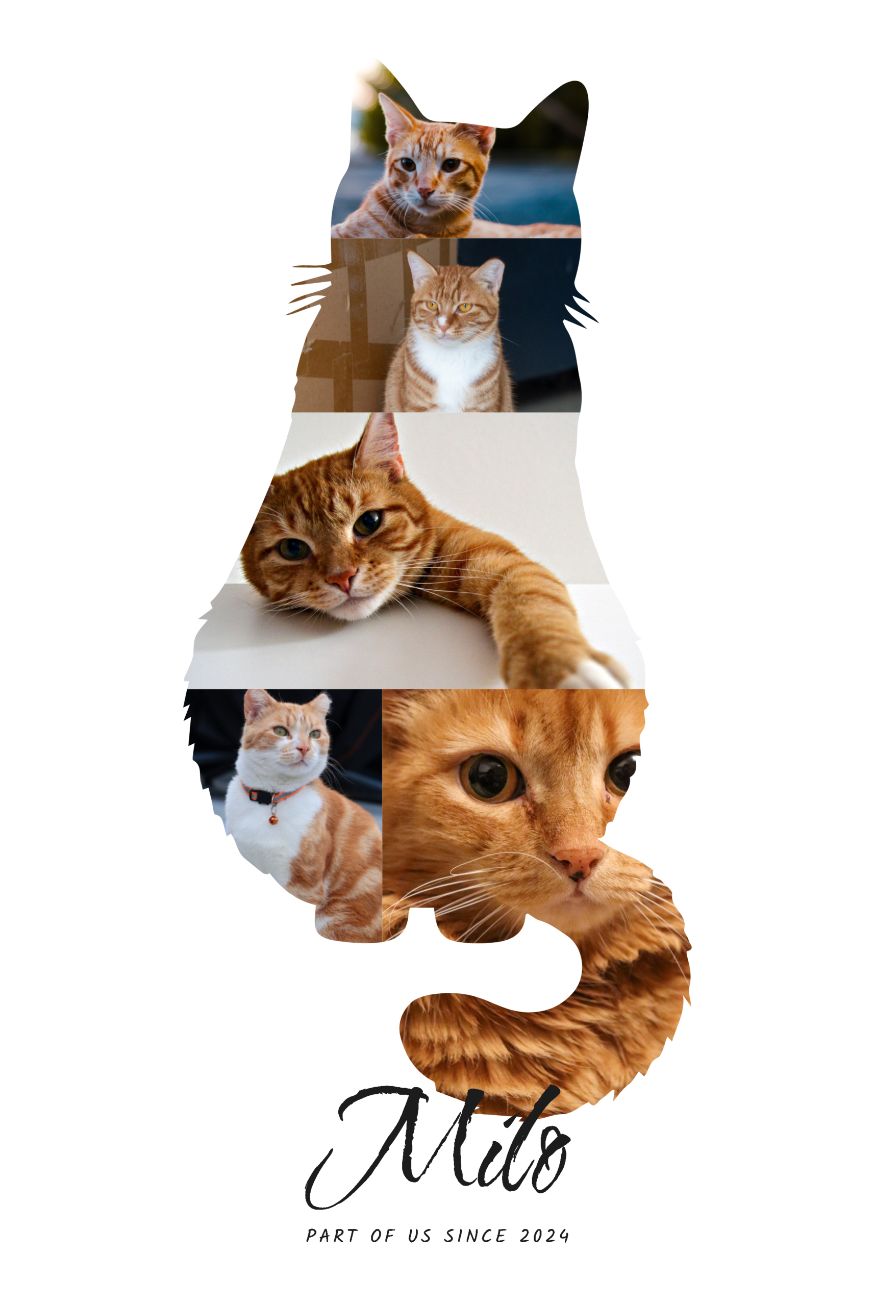Cat Mode On