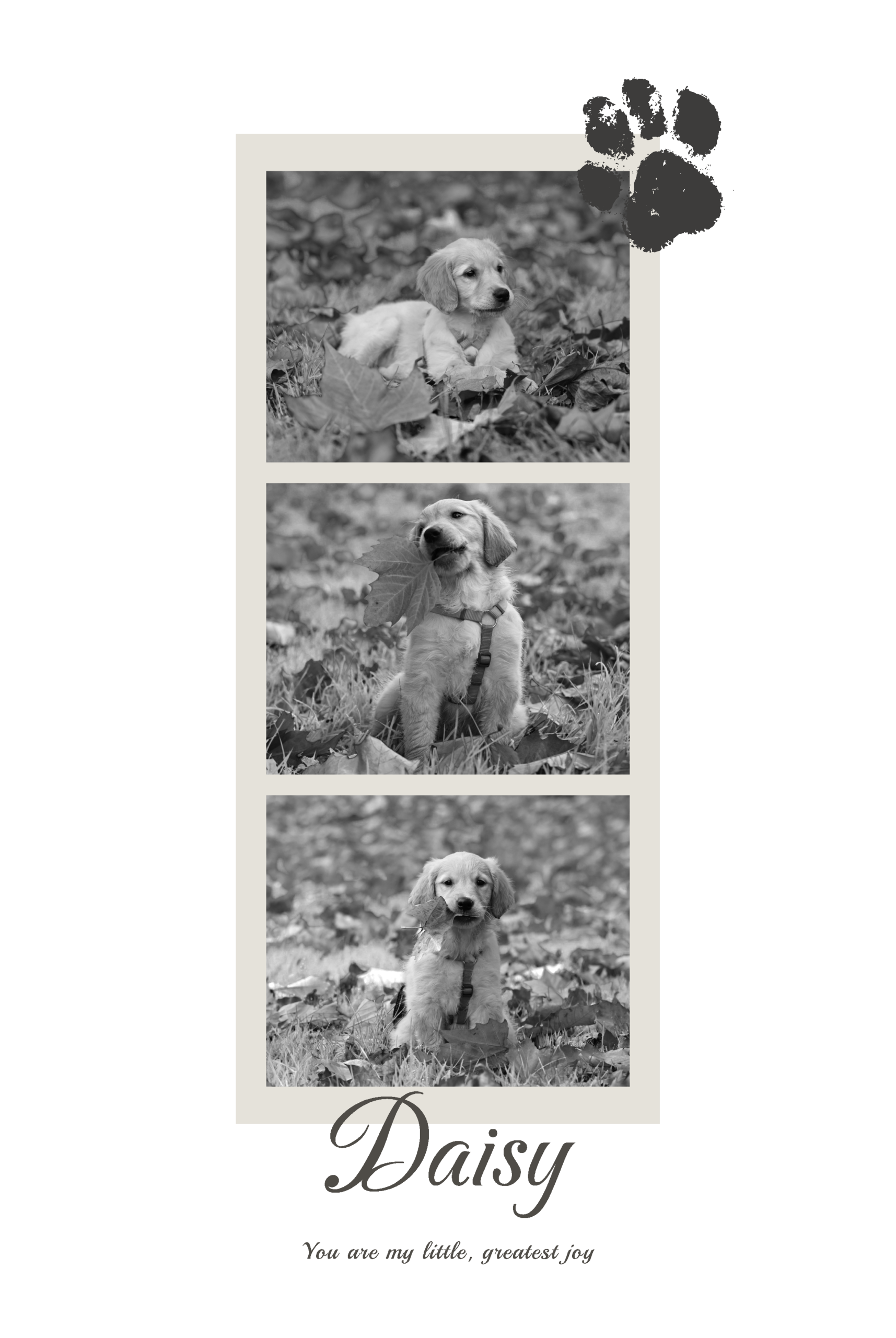 Puppy Love