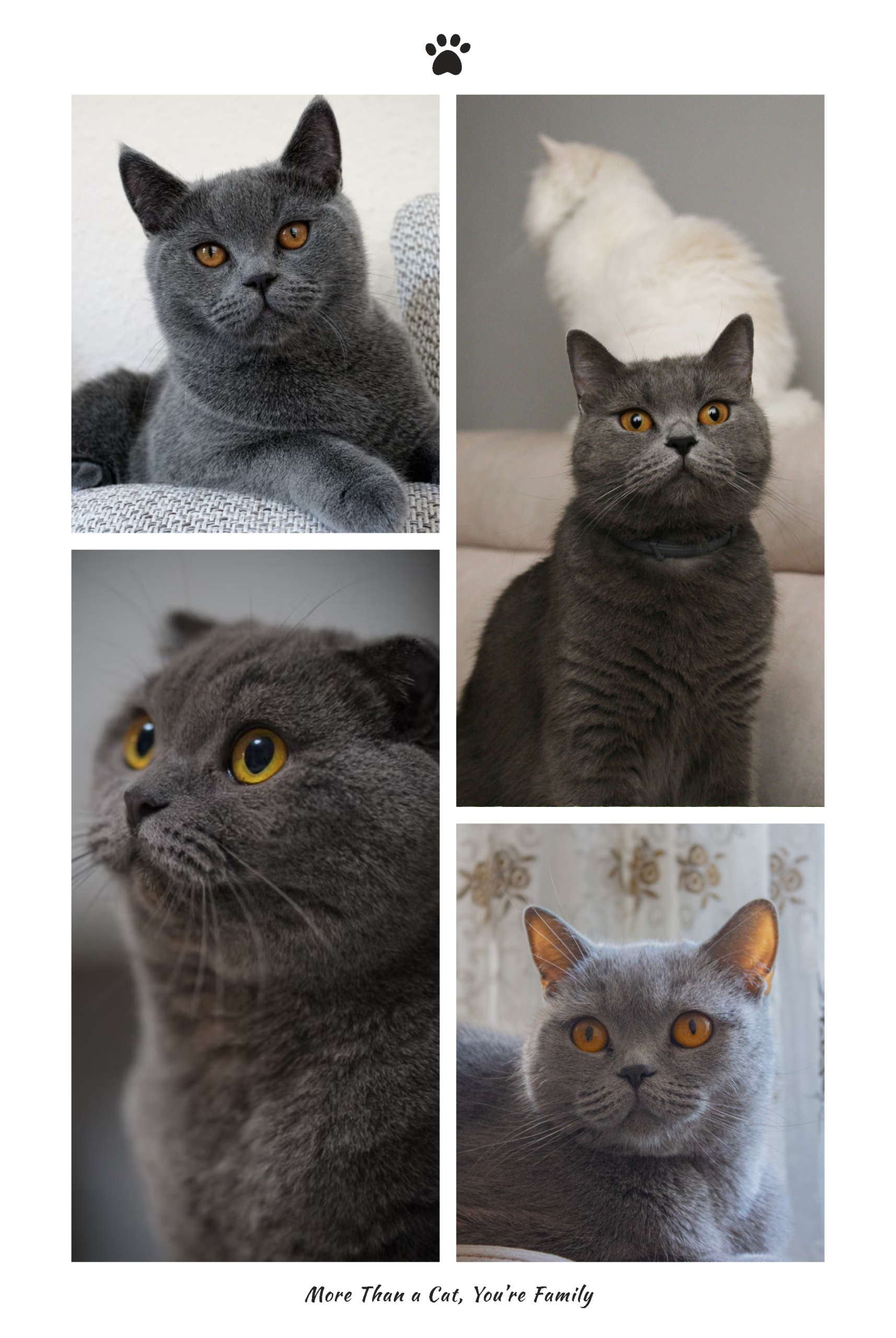 Royal Purr