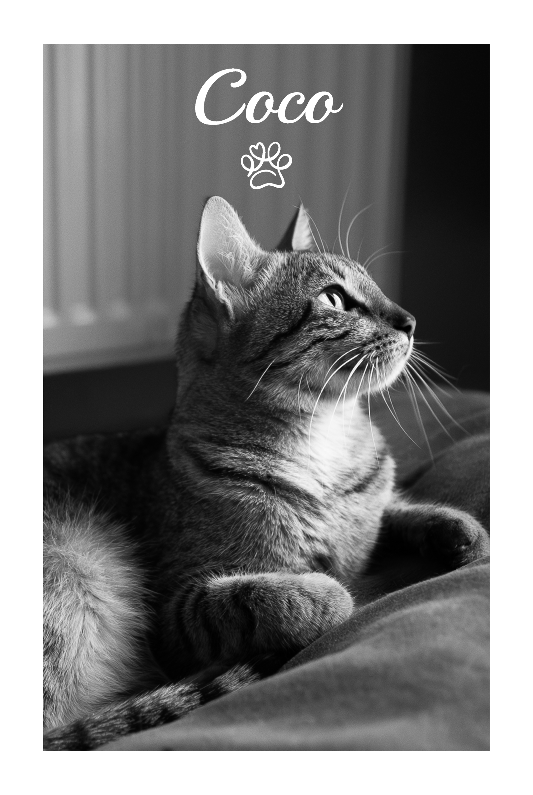 Meow Moments