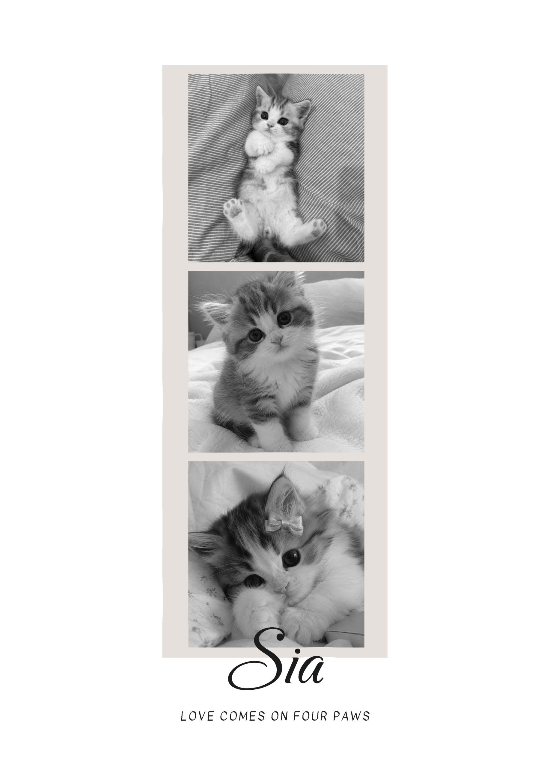 Kitty Cuddles
