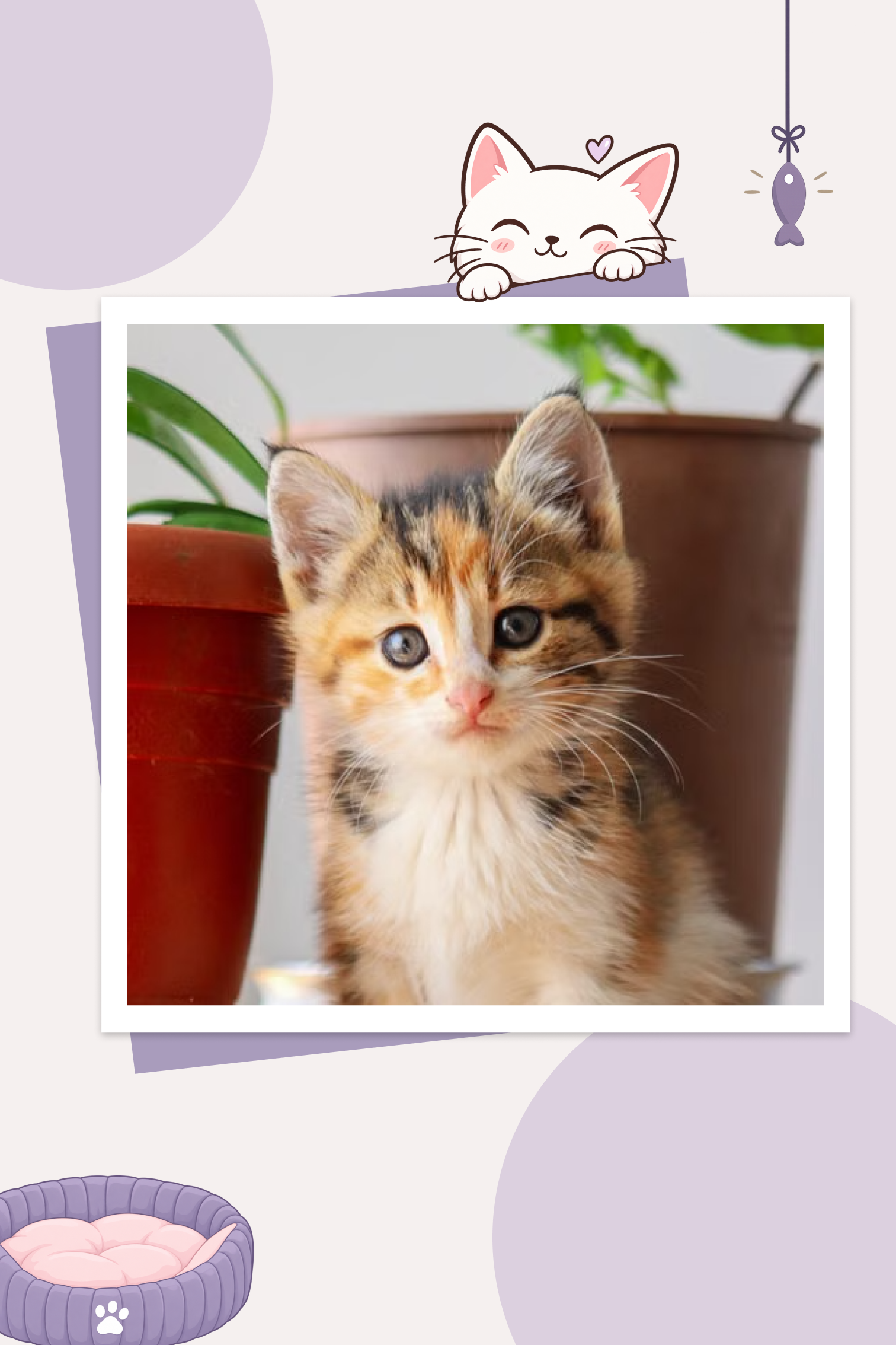 Cat People