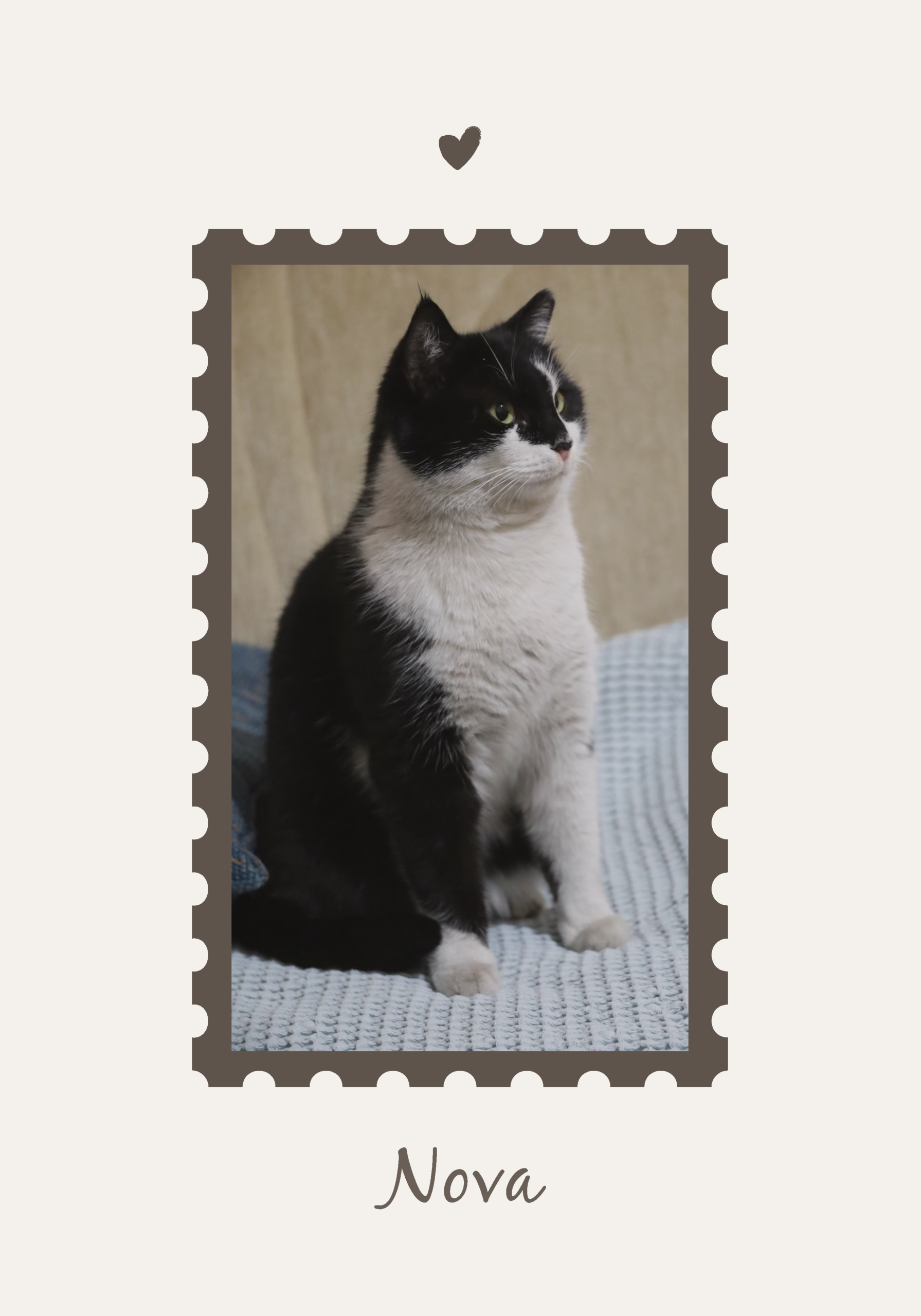 Purrfect Companion